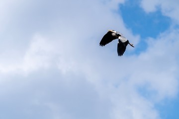 crane on flight in cloudy blue sky