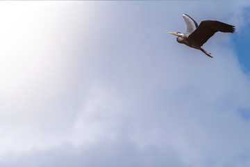 crane in flight