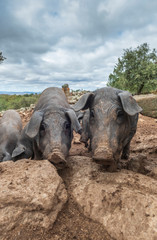 curious black iberian pigs the pata negra stand in their outside residence and look around with interest