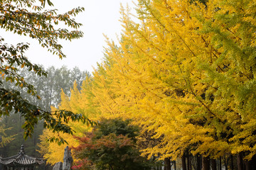 row of green and yellow colorful ginkgo biloba tree in autumn leaves