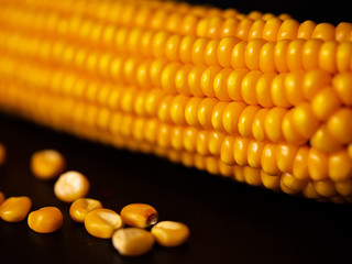 Maiskörner und Kolben vor dunklem Hintergrund