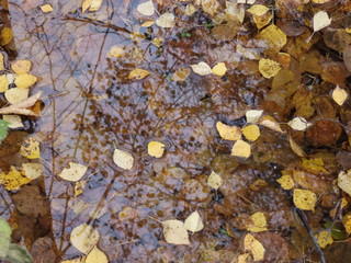 autumn yellow leaves in water