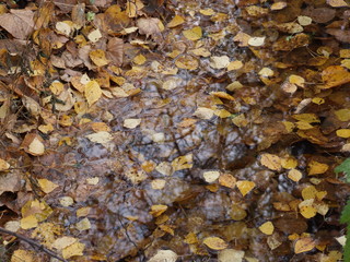 autumn yellow leaves in water