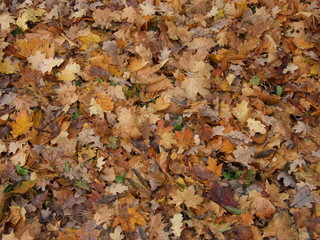 autumn yellow leaves on the ground