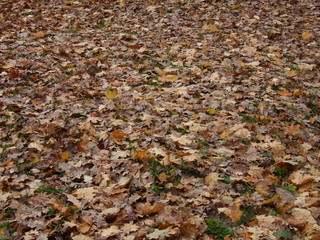 autumn yellow leaves in water