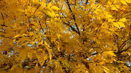 yellowed leaves on a tree in autumn