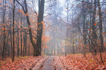 road in the magical foggy forest in late autumn with blue haze and fallen leaves