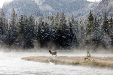 Wapiti deer in Yellostone National park USA