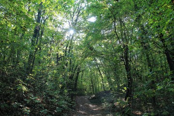 Fototapeta na wymiar Forest in the vicinity of Varna (Bulgaria) in October