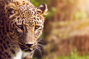 big wildcat is walking and looking in daylight during summer