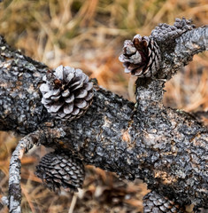 Rustic pinecone branch.