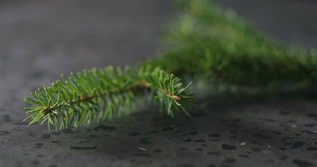spruce twig on terrazzo countertop with copy space
