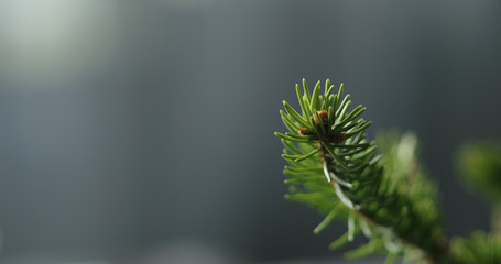 spruce twig with copy space
