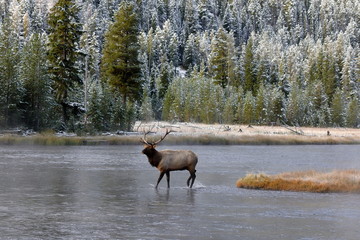 Wapiti deer in Yellostone National park USA
