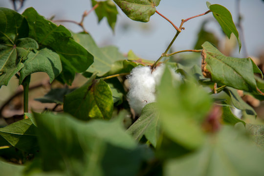 Close up of matured cotton flower and bud.
