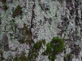 the bark of an old oak tree with moss