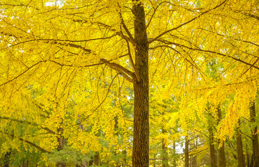 Ginkgo Biloba yellow leaf , in a litle bit in Green color and full yellow color in fall season, leaves of Ginkgo Biloba in garden autumn time (gingko tree, maidenhair tree),Japan.