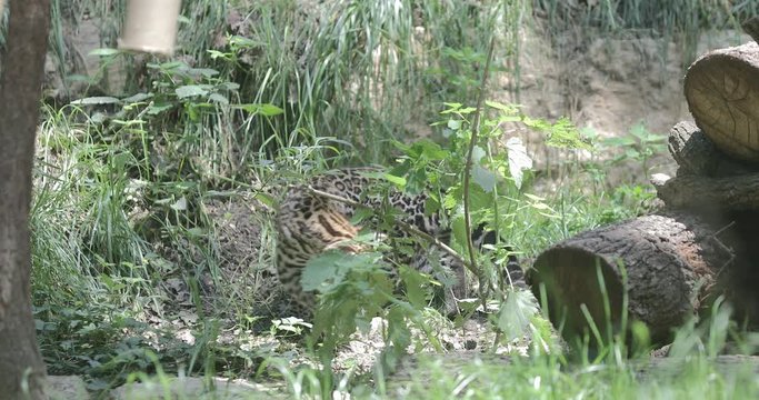 Ocelot (Leopardus pardalis), Wild Cat puppy playing in front of the den