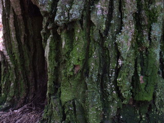 the bark of an old oak tree with moss