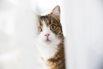 young brown white cat sitting by the  window and see trouh the white curtains with green eyes