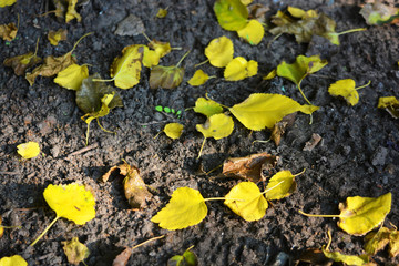 Autumn background with fallen dry, yellow leaves of an apricot tree and mulberry on wet soil, ground.
