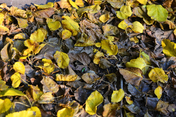 Autumn background with fallen dry, yellow leaves of an apricot tree and mulberry on wet soil, ground.