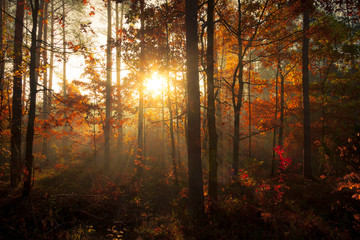 Jesień w lesie  sosnowym 