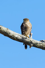 Merlin Falcon perched with blue sky.