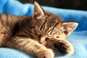 Sleeping kitten