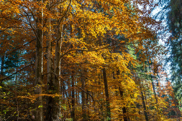 Orange beech leaves on the tree at autumn in the deciduous forest.