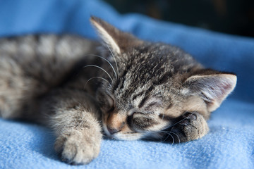 Cat sleeping