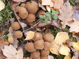 autumn mushrooms