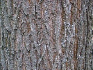 oak bark texture