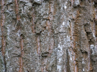 oak bark texture