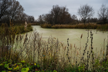 Swamp pond near forest in autunm evening with dull gray clouds