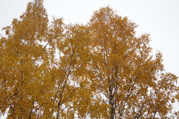 Obraz premium Yellow leaves on trees in autumn day