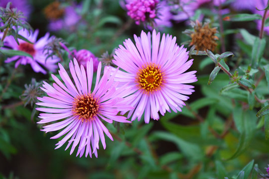 Beautiful and vibrant violet flowers of the september are tall with small buds, Virgin aster, New Belgian aster. Small and colorful flowers throughout the flower bush.