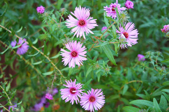 Beautiful and vibrant violet flowers of the september are tall with small buds, Virgin aster, New Belgian aster. Small and colorful flowers throughout the flower bush.