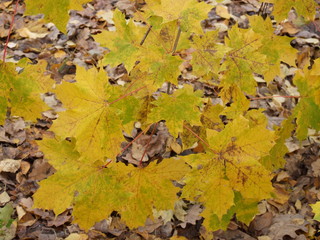 yellow autumn maple leaves