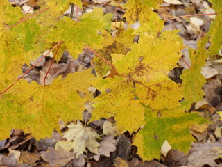 Naklejka na ściany i meble yellow autumn maple leaves