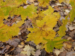 yellow autumn maple leaves