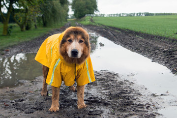 Hund im Herbst mit Regenmantel steht in einer Pfütze
