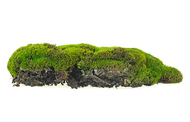 Moss green isolated on a white background