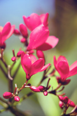 Pink flowers and buds in spring