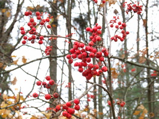 red bunches of mountain ash in autumn
