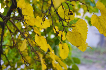Bright yellow and green large autumn leaves of mulberry hanging on the branches of a large tree.