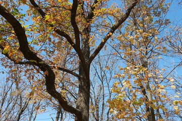 tree in autumn