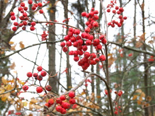 red bunches of mountain ash in autumn