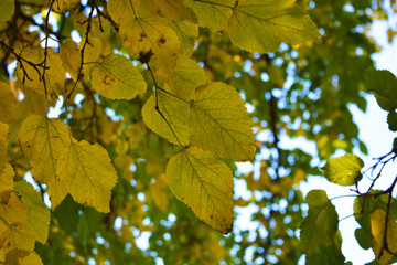 Bright yellow and green large autumn leaves of mulberry hanging on the branches of a large tree.