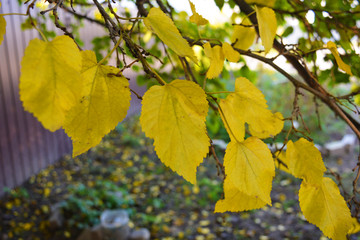 Bright yellow and green large autumn leaves of mulberry hanging on the branches of a large tree.